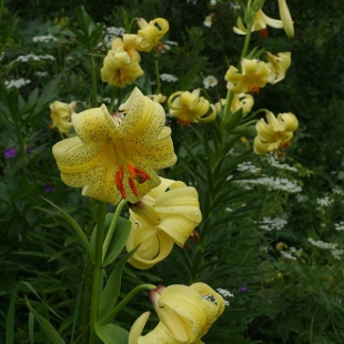 Lilium monodelphum var. szovitsianum  @North-east Turkey